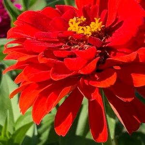 Meet your Posher, Alice